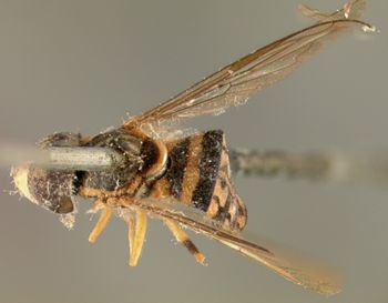 Media type: image;   Entomology 13139 Aspect: habitus dorsal view